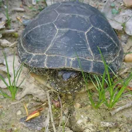 Location Meublee Au Milieu D'un Ecrin De Verdure Aux Vieux Fours * Noaillac